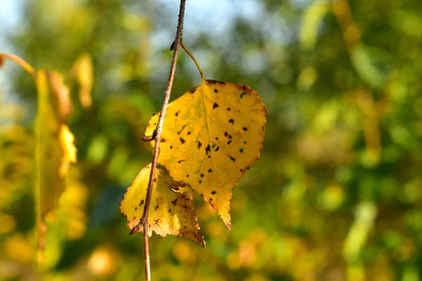 En torr gul björk blad hängde i de nedre grenarna av träden. — Stockfoto