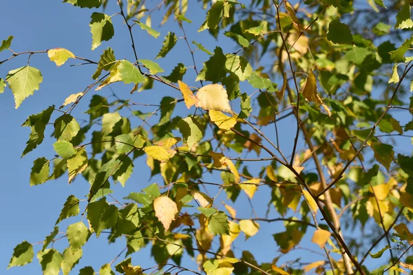 Rama de abedul con hojas amarillas bajo un cielo azul. — Foto de Stock