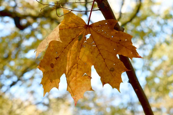 Uma folha de bordo amarela seca pendurada nos ramos inferiores das árvores. — Fotografia de Stock
