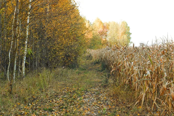 Laubwald und Mais auf dem Feld färben sich im Herbst gelb-rot. — Stockfoto