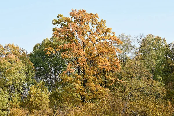 Tall tree with a wide crown in autumn — Stock Photo, Image