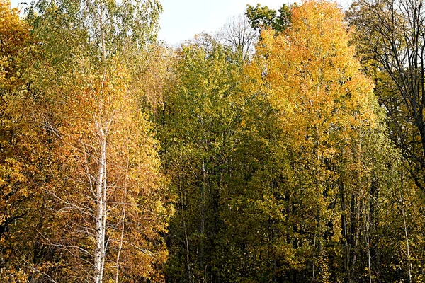 Deciduous forest turns yellow-red in autumn. — Stock Photo, Image