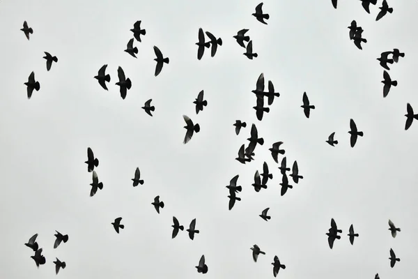 Una bandada de palomas subió al cielo. — Foto de Stock