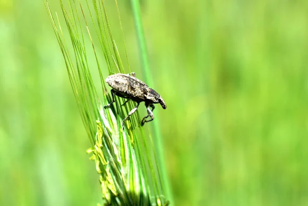 Syngenta brouk z pořadí weevils. — Stock fotografie