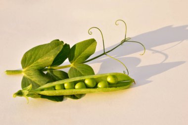 Yapraklı bezelye dalı ve yeşil bezelye kabuğu açıldı..