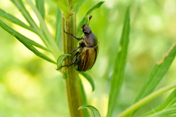 Um besouro de pão senta-se em um ramo. — Fotografia de Stock