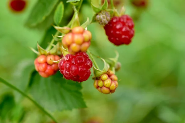 Ripe raspberries hang on a bush branch. — Stock Photo, Image