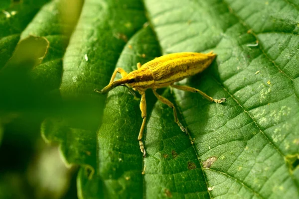 Close-up de um besouro amarelo em uma folha de arbusto. — Fotografia de Stock