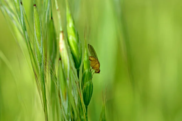 Um pequeno tamanho amarelo senta-se em uma orelha de trigo. — Fotografia de Stock
