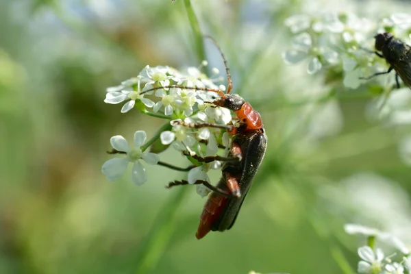 Коричневый жук сидит на цветке. — стоковое фото