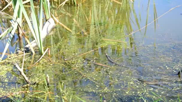 Die Schlange Schwimmt Der Oberfläche Des Sees Entlang Und Versteckt — Stockvideo