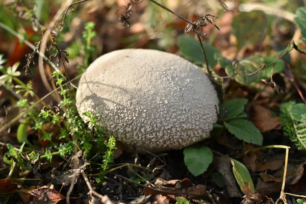 Een regenjas paddestoel, close-up, baant zich een weg door het droge gras. — Stockfoto