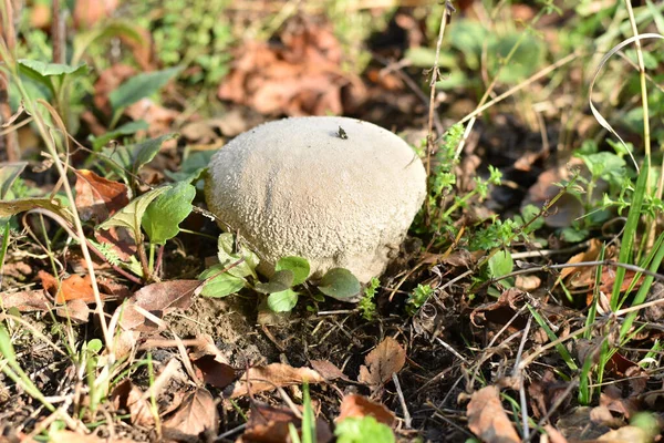 Un hongo impermeable se abre camino a través de la hierba seca. — Foto de Stock