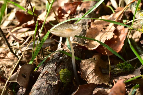 Taburete de setas venenosas, pequeño en tamaño, visible en la hierba seca. — Foto de Stock