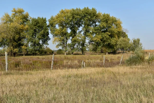 Naturlandschaft mit hohen Bäumen am Horizont. — Stockfoto