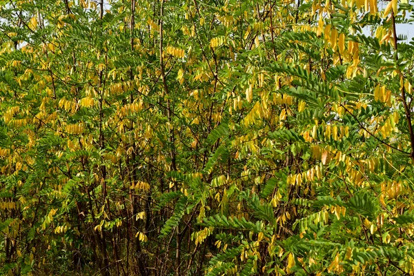 Coroa de outono de acácia com folhas amarelas e verdes. — Fotografia de Stock