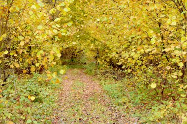 Ağaçların arasından geçen sarı yapraklarla kaplı bir orman yolu..