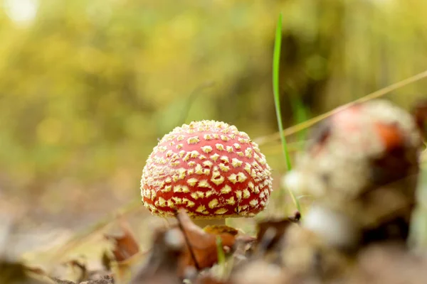 Seta Amanita ha crecido en un claro bosque en otoño. — Foto de Stock