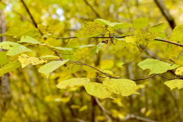 Ramo com folhas amarelas na floresta close-up. — Fotografia de Stock