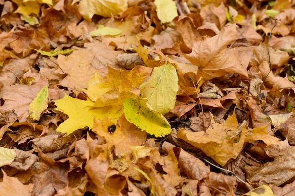 Fallna gula löv närbild på marken. — Stockfoto
