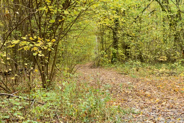 Een bospad bezaaid met gevallen gele bladeren. — Stockfoto