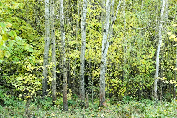 Un grupo de melones jóvenes a principios de otoño. — Foto de Stock