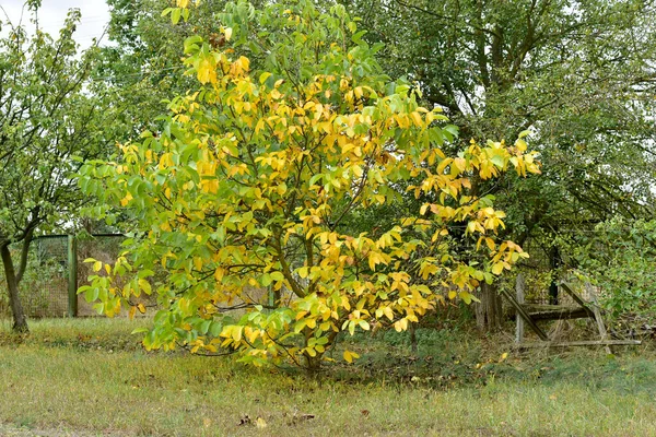 Sarı tacı olan genç bir ceviz ağacı.. — Stok fotoğraf