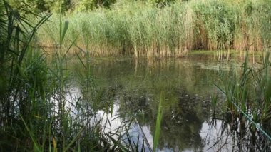 Video gölün yüzeyini, oltayı ve gölde yüzen yüzenleri gösteriyor..