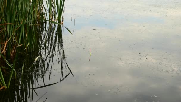 Vlakbij Het Riet Aan Oppervlakte Van Het Meer Zwaaien Twee — Stockvideo