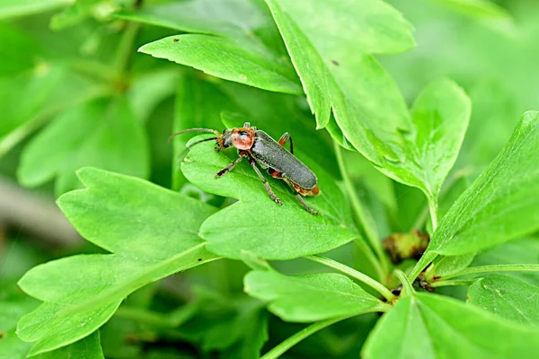O besouro barbel senta-se em uma folha de uma fábrica. — Fotografia de Stock