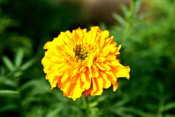Sarı kadife çiçeğin yakın çekimi. — Stok fotoğraf