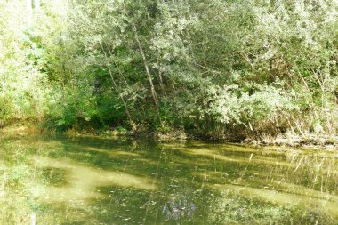 Parktaki göl ve sudaki ağaçların yansıması..