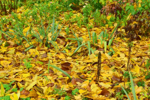 Gula blad som fallit från träd ligger på en blomsterbädd. — Stockfoto