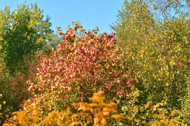 Sonbahar. Doğal manzara, kırmızı yapraklı bir çalıdan ve yeşil taçlı ağaç taçlarından oluşur..