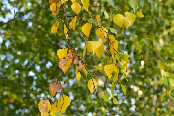 Outono Close Ramo Vidoeiro Com Folhas Amarelas Fundo Coroa Uma — Fotografia de Stock