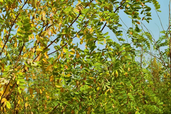 Outono Paisagem Natural Coroa Acácia Com Folhas Amarelas Verdes Fundo — Fotografia de Stock