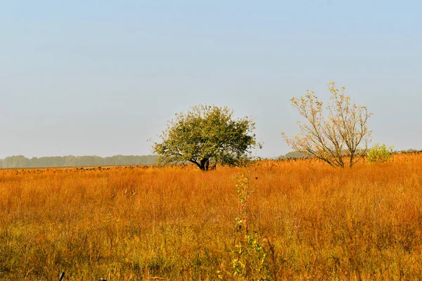 Ein Feld mit trockenem gelben Gras und einem einsamen Baum am Horizont. — Stockfoto