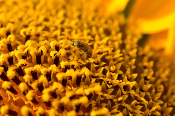 Primer plano de las flores de la cesta de girasol con polen. — Foto de Stock