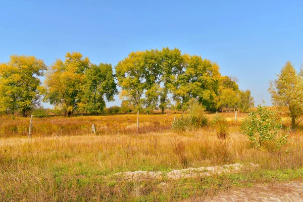 Hoge bomen met een dichte kroon en een veld met geelachtig droog gras. — Stockfoto