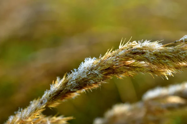 Primer plano de una espiga con semillas de hierba seca con gotas de rocío. —  Fotos de Stock