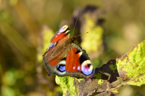 Farfalla di orticaria appoggiata sull'erba. — Foto Stock