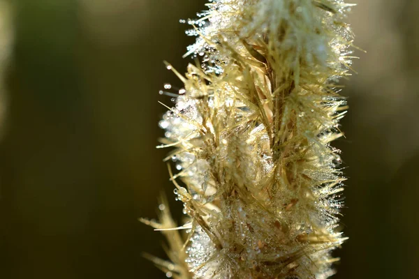 Close-up de grama seca com gotas de orvalho. — Fotografia de Stock