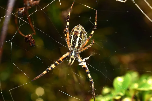 Păianjenul viespii, împușcat din partea abdomenului, stă pe iarbă . — Fotografie, imagine de stoc