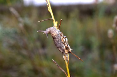 Büyük bir sümüklüböcek çimlerin üzerinde sürünüyor..