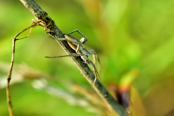 Una gran araña de color claro se arrastra a lo largo de un tallo de hierba. —  Fotos de Stock
