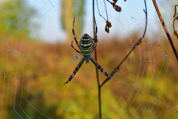 Wasp spindel skjuten upp och ner på ett nät. — Stockfoto