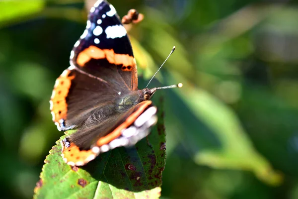 Pokrzywka motyl spoczywa na zielonej trawie. — Zdjęcie stockowe