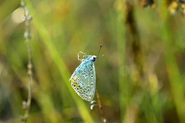 Ćma motyl strzał na trawie zbliżenie — Zdjęcie stockowe