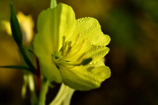 Sarı bir çiçeğin yapraklarının üzerinde sabah çiği damlaları. — Stok fotoğraf