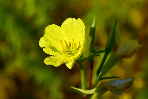 En droppe morgondagg på en gul blomma. — Stockfoto